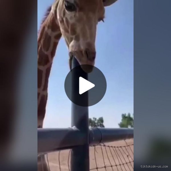 ¿Cuánto vale la jirafa en TikTok?